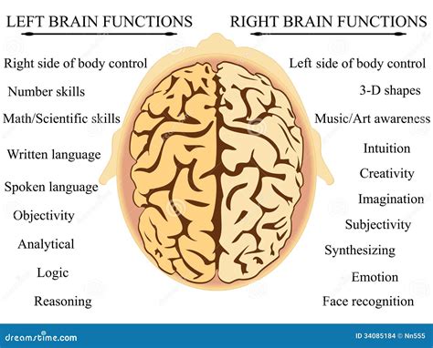 functions of the right brain.
